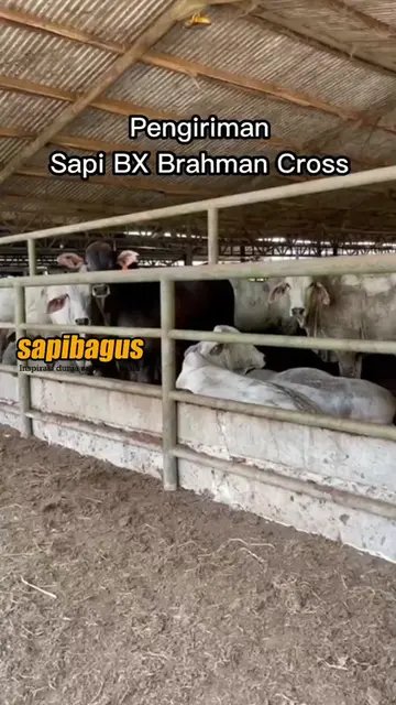 Pengiriman-Sapi-BX-Brahman-Cross-
